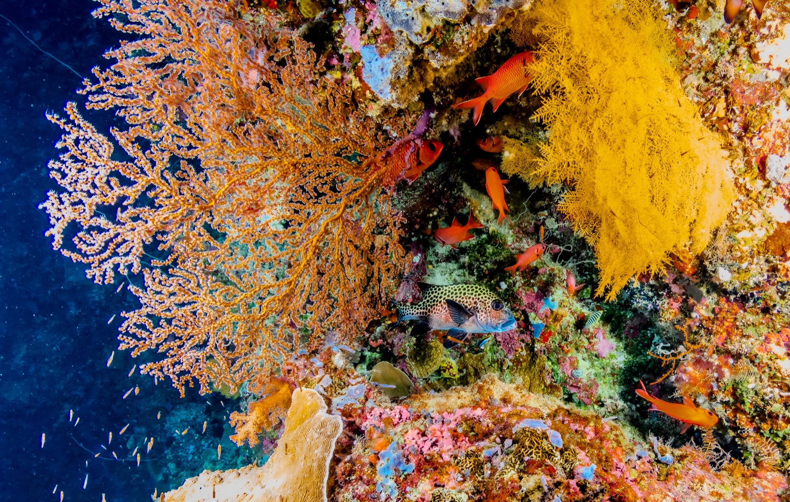9925105F 4961 4274