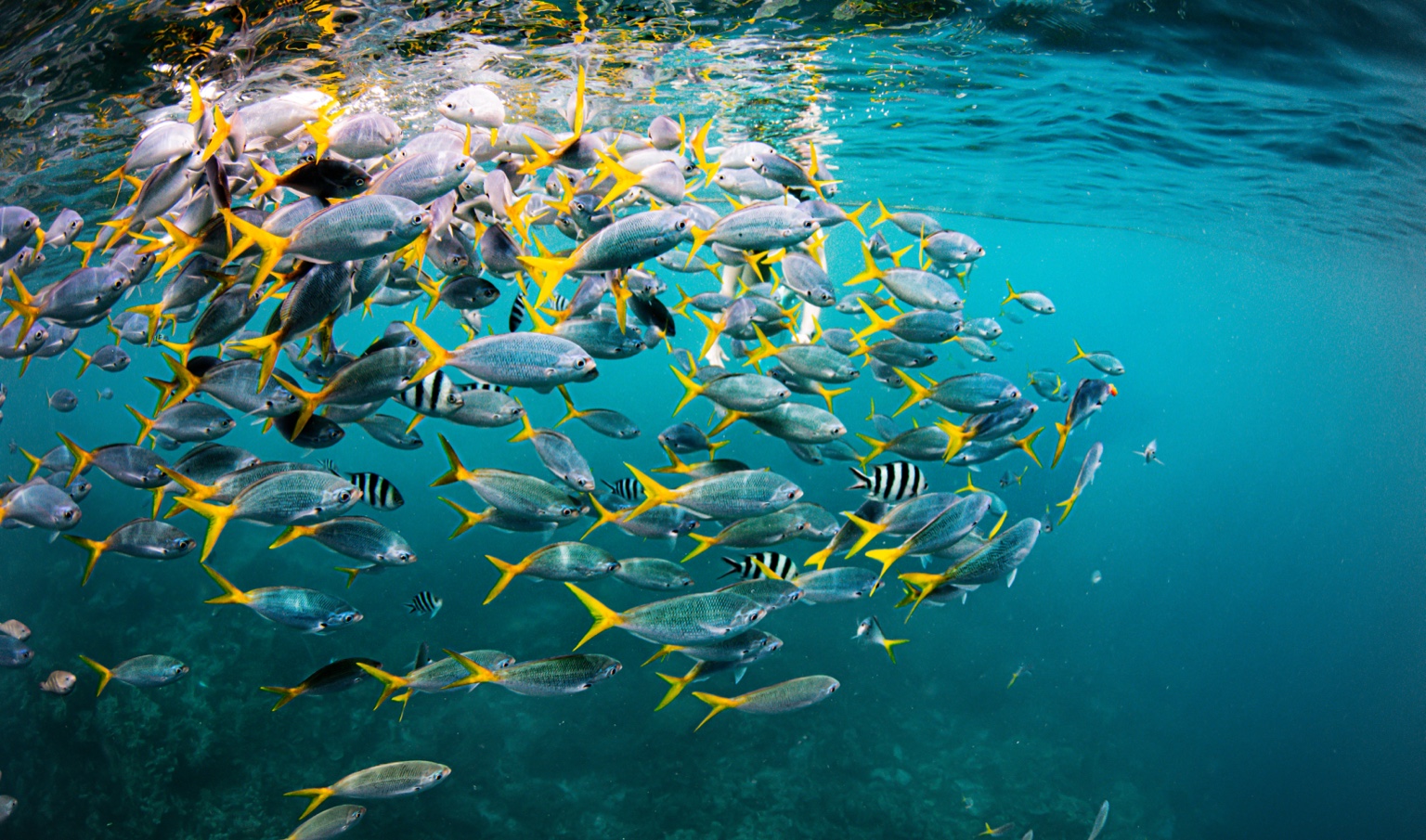 A school of tropical fish near the ocean surface