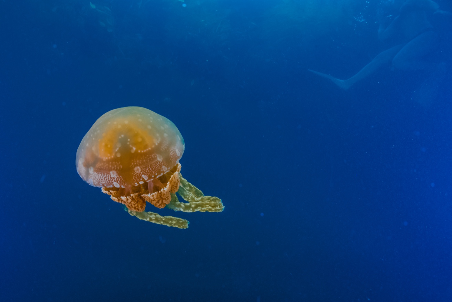 A jellyfish drifting through deep blue water
