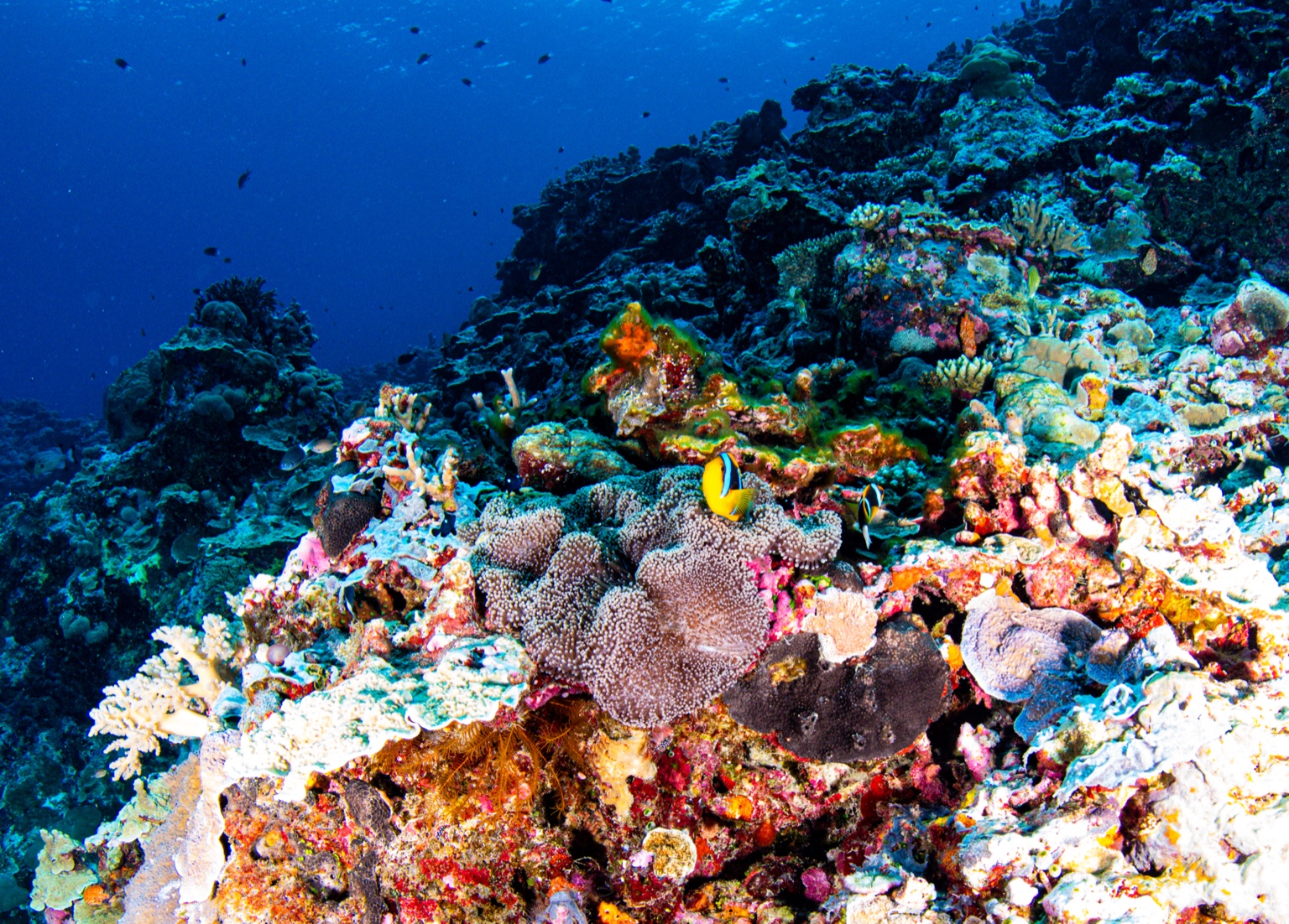 A vibrant coral reef teeming with color and marine life