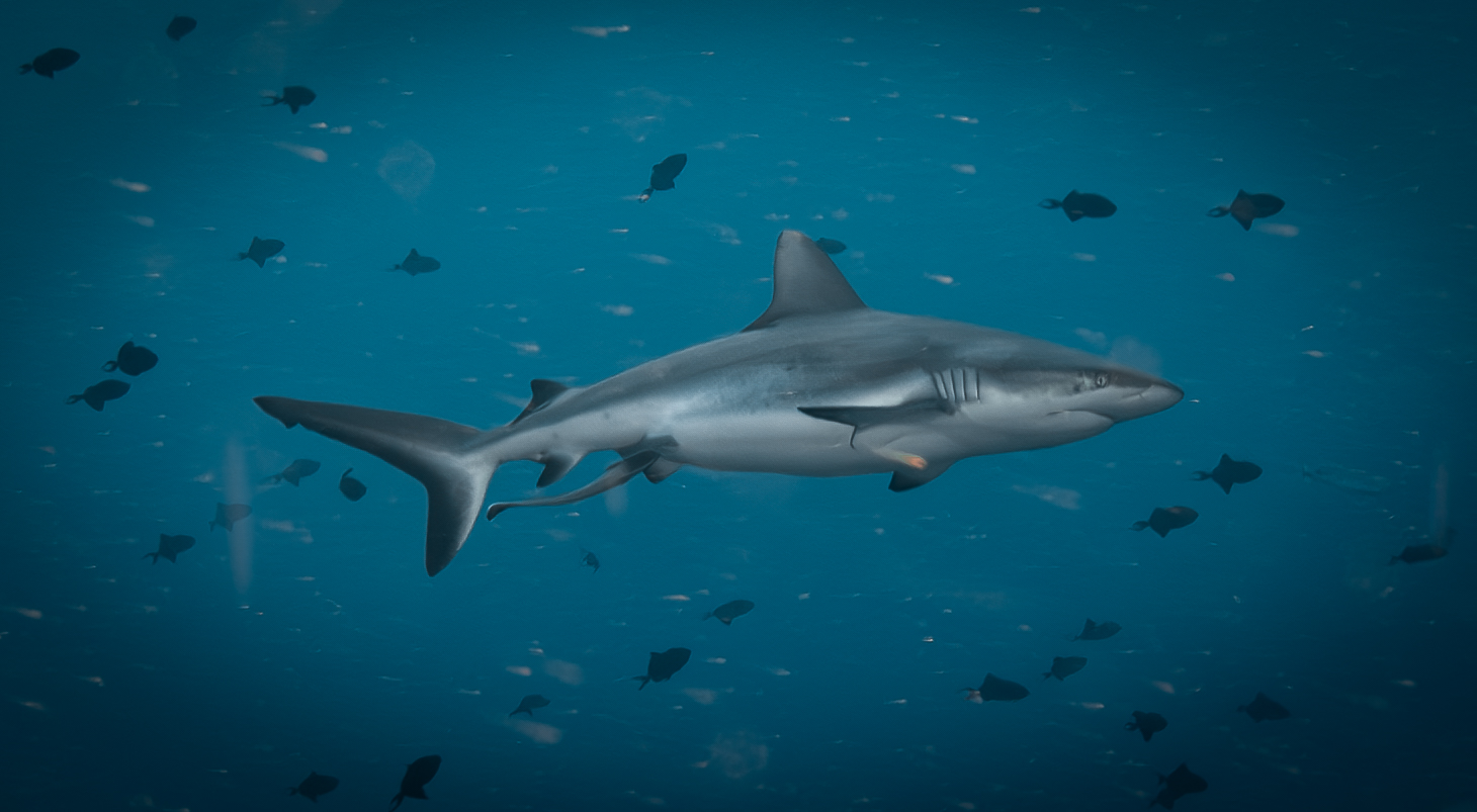 A reef shark gliding through blue water surrounded by fish